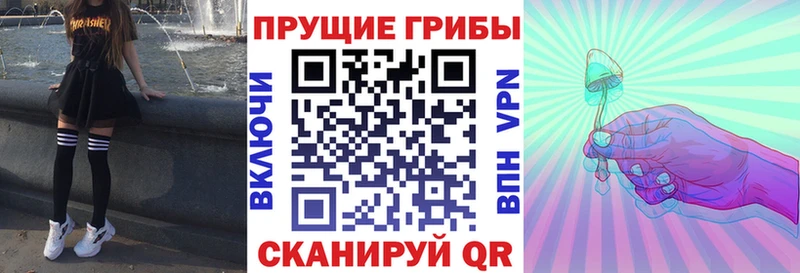 Купить где Шебекино Галлюциногенные грибы Psilocybine cubensis